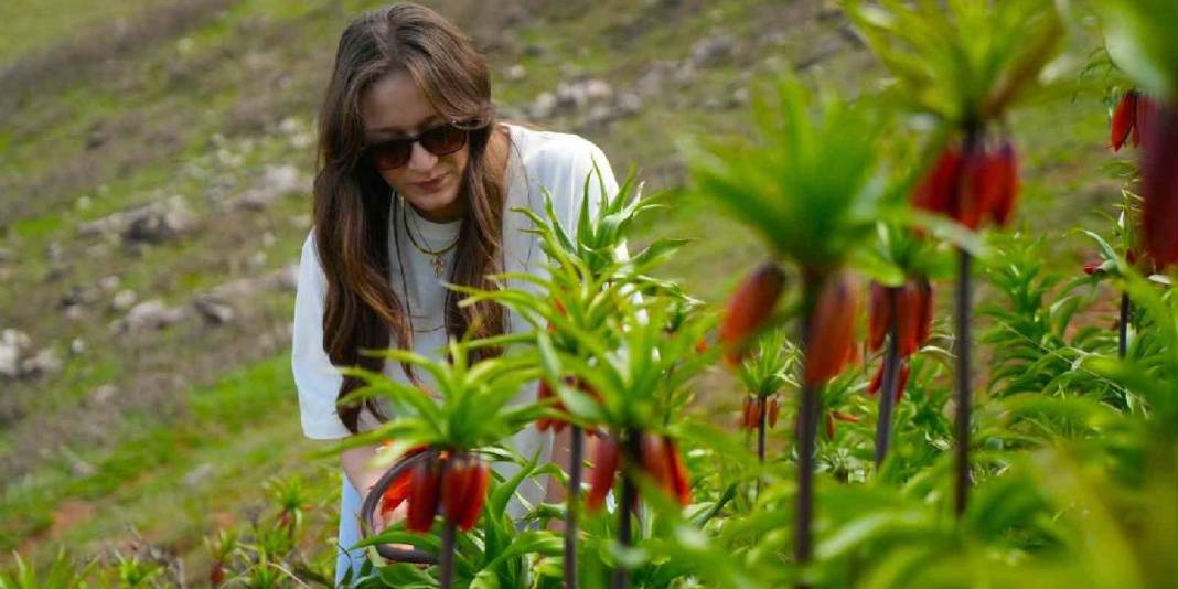 Halk ‘Ağlayan gelin’ olarak biliyor: 20 günlük ömrüyle doğayı renklendirdi 5